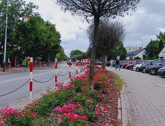 Zieleń w Krośnie: nowe drzewa i krzewy w przestrzeni publicznej